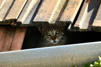 Pitched roofing guides - what causes loose roof tiles? | Top roof repairs