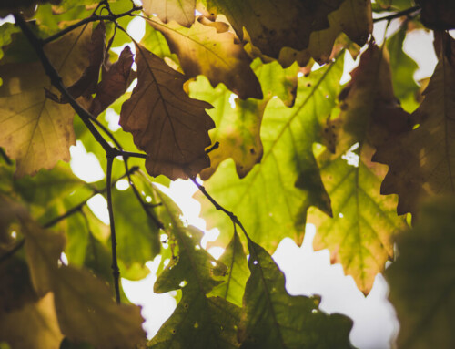 How to Stop Leaves Blocking Your Gutters
