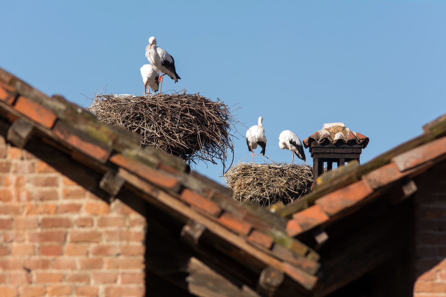 Are bird nests on roofs a problem